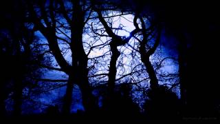 Forest at Night Sounds  Owls amp Crickets  Rustling leaves and wind [upl. by Nonnahs]