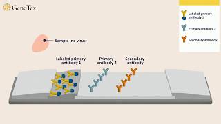 How a Rapid Virus Antigen Test Works [upl. by Ainez]