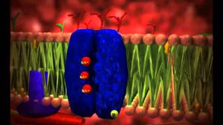 Animação funcionamento da celula biologia celular [upl. by Gustav400]