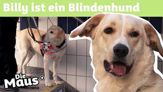 Blindenhund  DieMaus  WDR [upl. by Aliel]