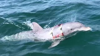 US Navys MineHunting Dolphin Returning From Mission [upl. by Doerrer]