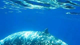 Cuviers Beaked Whales [upl. by Rumit]