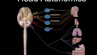 Cranial Nerves and Autonomics [upl. by Kobylak134]