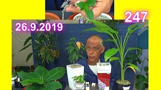 Litschi einpflanzen Bonsai Chilli pikieren und allgemeines in der Pflanzenwelt entdecken [upl. by Gnilhsa226]