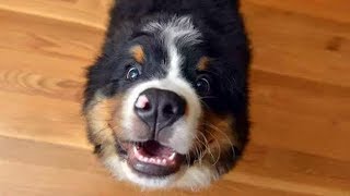 Funny Bernese Mountain Dog Compilation [upl. by Ares385]