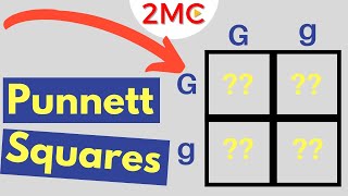 Punnett Square Basics  Mendelian Genetic Crosses [upl. by Plusch232]