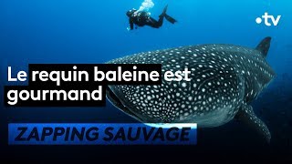 Le requinbaleine est fort gourmand  ZAPPING SAUVAGE [upl. by Reivilo]