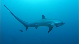 Facts The Thresher Shark [upl. by Ecnerrot]