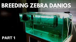 How to Breed Zebra Danios Getting the Eggs Part 1 [upl. by Gerhan]