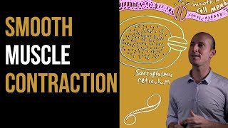 Sliding Filament Theory  Muscle Contraction [upl. by Nivahb459]