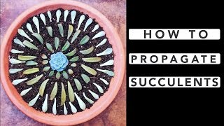 How to Propagate Succulents [upl. by Kralc687]