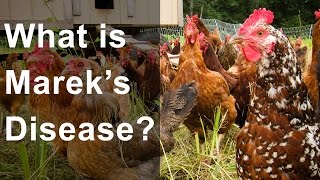 What is Mareks Disease Should you be worried [upl. by Ardnauq625]