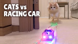 Cats vs Racing Car  Kittisaurus [upl. by Atsiuqal331]