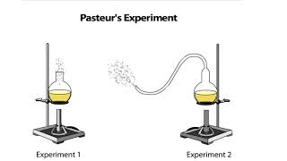 Pasteurs Experiment [upl. by Ailec]