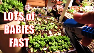 HOW TO GROW Succulents FAST Indoor LEAF PROPAGATION amp WATERING [upl. by Turnbull561]