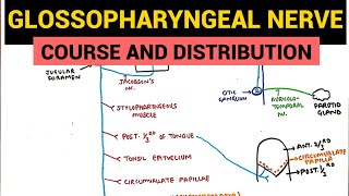 Glossopharyngeal Nerve  Course and Distribution  Neuroanatomy [upl. by Einnad]