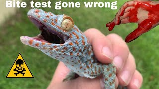 BITTEN by HUGE tokay gecko [upl. by Alderman]