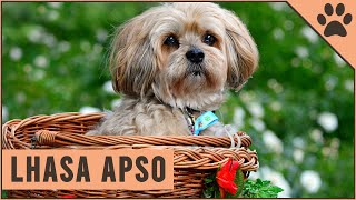 Lhasa Apso  Dog Breed Information [upl. by Arahset850]