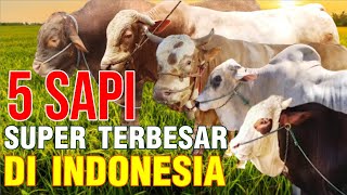 5 Sapi Super Legendaris Terbesar Di Indonesia [upl. by Zack475]