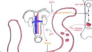 Endocrinology  Renal Hormones [upl. by Einhorn]