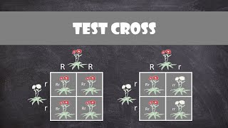 Test Crosses  Genetics [upl. by Atinrev]