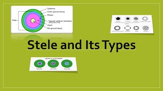 Stele and its all types Urdu\HindiAZ concepts guide [upl. by Lonee]