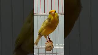 Canary jasp songs [upl. by Rusty494]