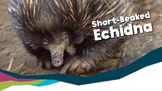 Keeper Talk  ShortBeaked Echidna [upl. by Hsur]