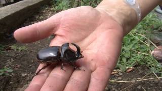 Rhinoceros beetle Oryctes Nasicornis [upl. by Ahsiya28]