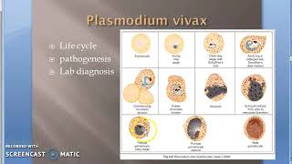 Parasitology 075 f Plasmodium Malaria Gametogony Human RBC gametes Gametocytes [upl. by Gaelan]