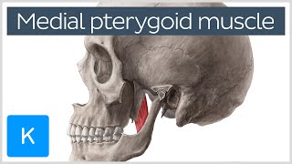 Medial Pterygoid Muscle Origin Insertion Function amp Nerve Supply  Anatomy  Kenhub [upl. by Eralc]