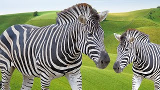 Som de Zebra  Zebra Sound Effect  Animal Sound [upl. by Attiuqahs]