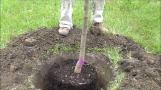 How to plant a potted tree [upl. by Lanna]