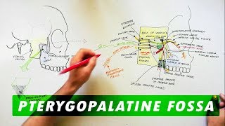 Pterygopalatine Fossa  Boundaries Communications amp Contents [upl. by Simonetta764]