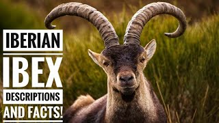 Iberian ibex  Description and Facts [upl. by Hollister]