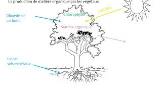 La photosynthèse la production de matière organique par les végétaux [upl. by Hannej]