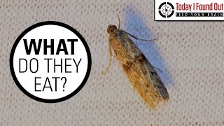 The Truth About Clothes Moths [upl. by Aguie79]