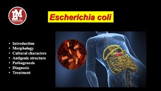 Escherichia coli E coli [upl. by Bergin]