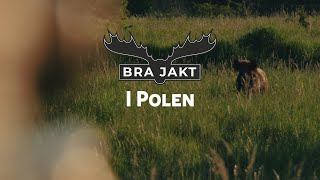 Vildsvin och råbocksjakt i Polen  BRA JAKT [upl. by Schlenger]