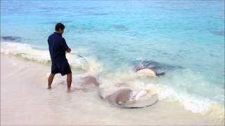 Feeding the Rays at Reethi Beach Resort Maldives [upl. by Chappie42]