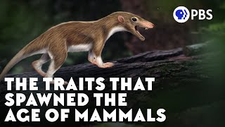 The Traits That Spawned the Age of Mammals [upl. by Eentihw]