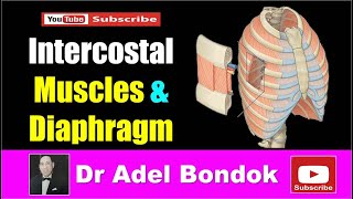 Intercostal Muscles and Diaphragm Dr Adel Bondok [upl. by Temhem131]