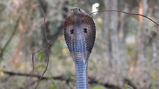 Indian Cobra [upl. by Leribag]