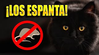 Sonido de gato para ESPANTAR ratas AHUYENTAR RATONES 🐀🚫 [upl. by Zerlina]