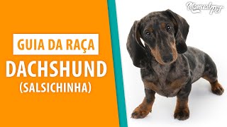 Guia da raça Dachshund o famoso cachorro salsicha [upl. by Deehsar]