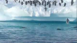 Penguins jumping out of water [upl. by Flita839]