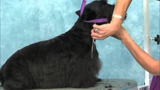 How to Groom Scottish Terrier [upl. by Irrej661]