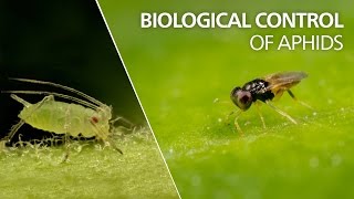 Biological control of aphids  Aphelinus abdominalis [upl. by Andi222]