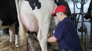 What is Holstein Association USA All About [upl. by Tlaw]