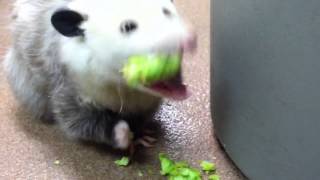 Opossum eating broccoli [upl. by Chelsy]